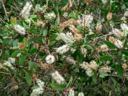 White Flower of Cajuput tree, Milk wood, Paper bark tree (Melaleuca quinquenervia).の写真素材