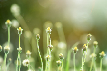 Soft focus of Flower grass with Sunlight in summer seasonの写真素材