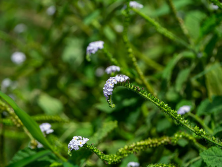 Indian Heliotrope, Scorpion Weed or Wild Clary. (Heliotropium indicum)