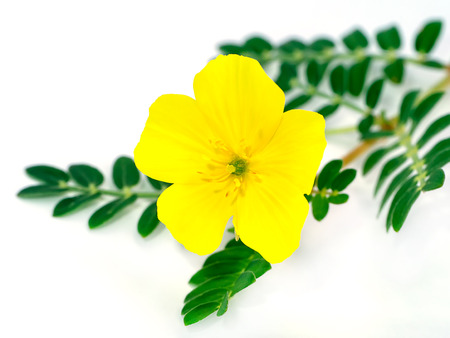 The yellow flower of devil's thorn (Tribulus terrestris plant) with leafの写真素材