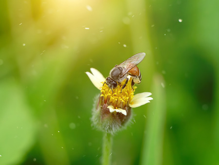 Macro image of small bee on the wind flower with floating light.の写真素材