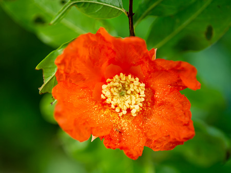 Close up pollen of Pomegranate flower on branch with green background. (Punica granatum)の写真素材