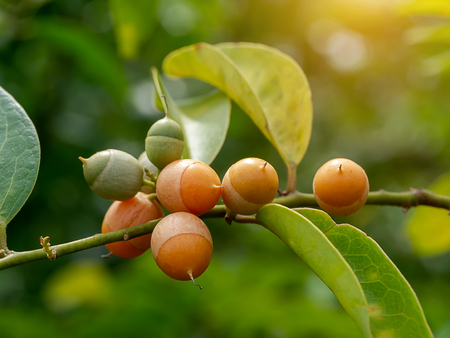 Fruit of Olax psittacorum (Lam.) plant on branch with light.