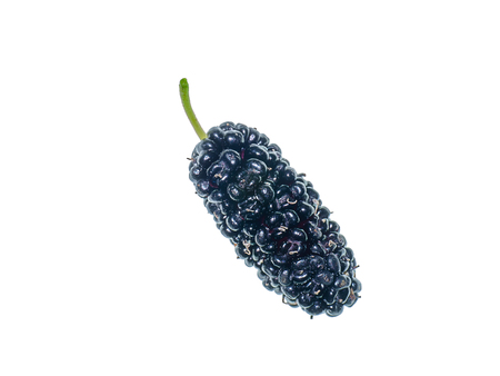 Close up of mulberry fruit on white background.の写真素材