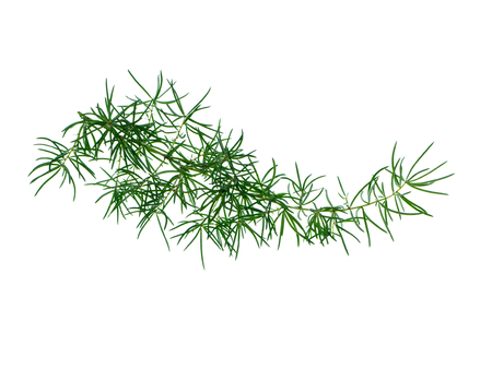 Close up of Shatavari plant (Asparagus racemosus Willd) on white background.の写真素材