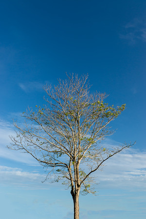 Pink trumpet tree with blue sky background and cloud. (Scientific name - Tabebuia rosea)の写真素材