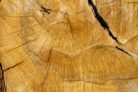 Close up Yellow Texture of wood for industry.