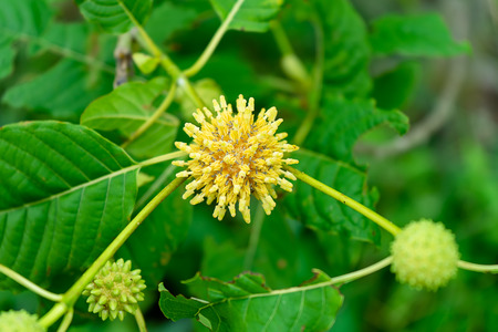 Close up of Mitragyna speciosa flower.
