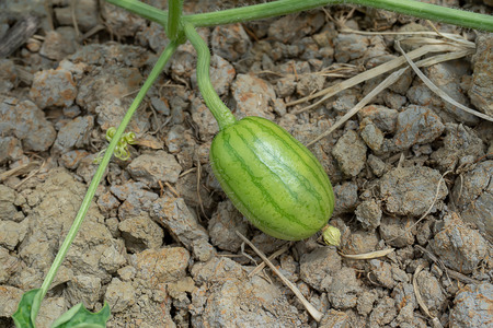 Close up of young Watermelon fruit with leaves in the farm.の写真素材