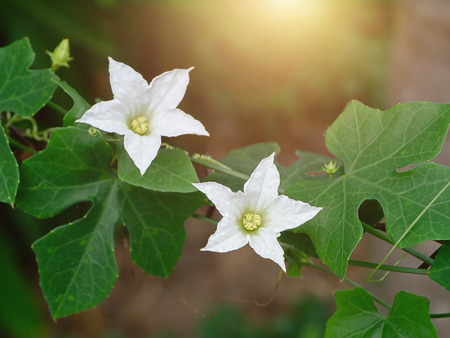 White Ivy Gourd flower on barbed wire with light. (Coccinia grandis)の写真素材