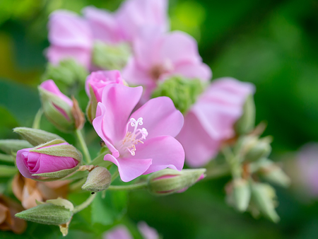 Close up Pink Dombeya flower on tree.の写真素材
