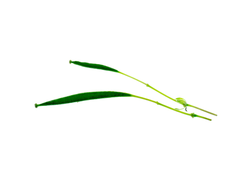 Wild spider flower on white background. (Cleome gynandra)