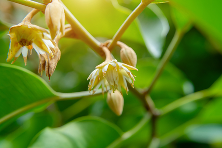 Close up Spanish Cherry plant, Tanjong tree or Bullet wood with sunlight in blur background. (Mimusops elengi)の写真素材