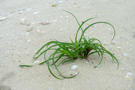 Close up the long leaf of grass on the beach with blur background.の写真素材