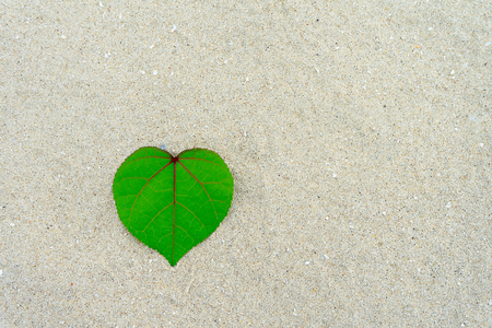 Top view a green leaf on the sand with space.の写真素材