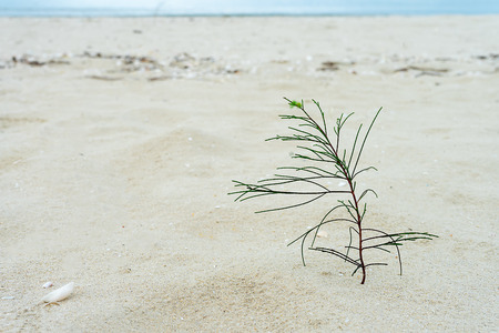 Seedlings of pine trees growing on sand with blur background.の写真素材
