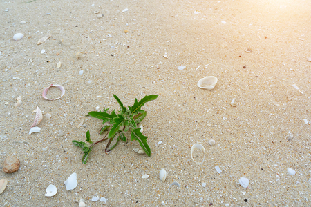 Close up the tree grass on the beach with sunlight and space.の写真素材