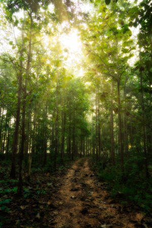 Walkway into the forest with sunlight.