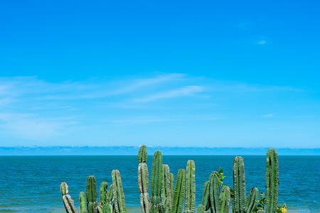 Minimal image of cactus trees with space on blue sky and sea background.の写真素材