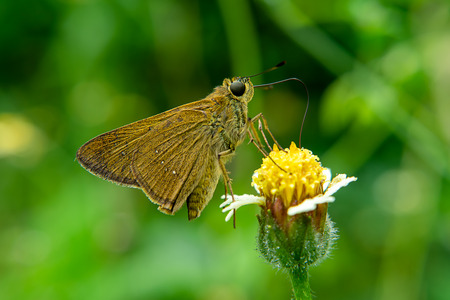 Close up brown butterfly on Coat buttons or Mexican daisy flower. (Tridax procumbens)の写真素材