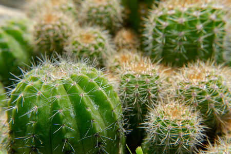 Close up of cactus with blur background.