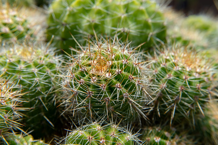 Close up of cactus with blur background.の写真素材