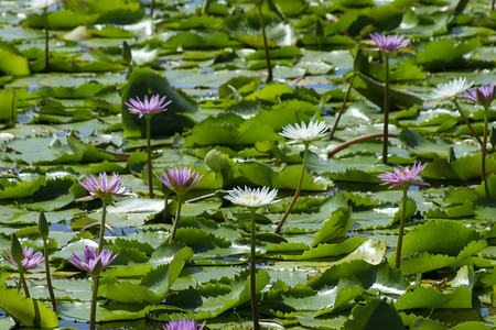 Close up of waterlily flower with green leaf.の写真素材