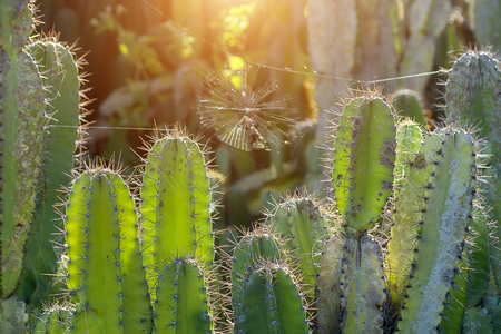 Close up of Peruvian apple cactus in botanical garden with sunlight and blur background. (Scientific name Cereus repandus)の写真素材