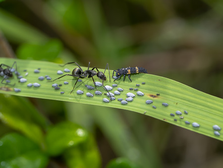 The black ants are taking care of the larvae of the aphids.の写真素材