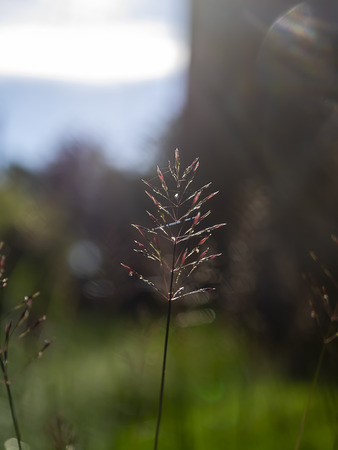 Close up of gold beard grass on blur background. (Chrysopogon aciculatus)の写真素材