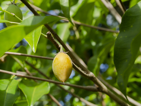 Close up Spanish Cherry fruit, Tanjong tree or Bullet wood. (Mimusops elengi)の写真素材