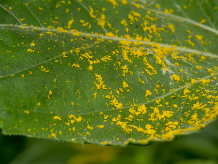 Close up pollen of sunflower on green leafの写真素材