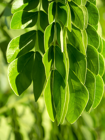 Close up leaves of Rain tree or  East indian walnut (Samanea saman) plant.の写真素材