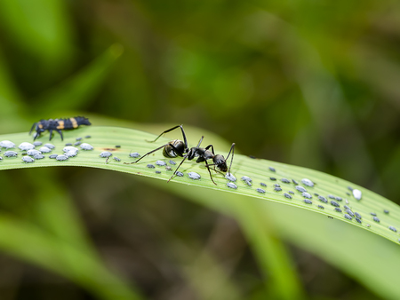 The black ants are taking care of the larvae of the aphids.の素材 [FY310112161094]