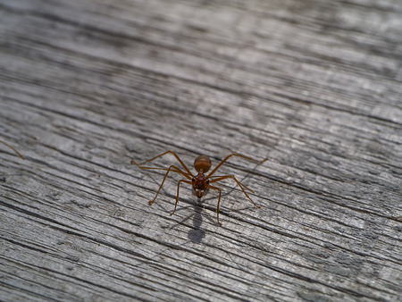 Red ant on old wooden with shadow. (Scientific name Oecophylla smaragdina)