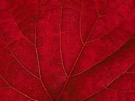 Macro of autumn grape leaf background.の写真素材