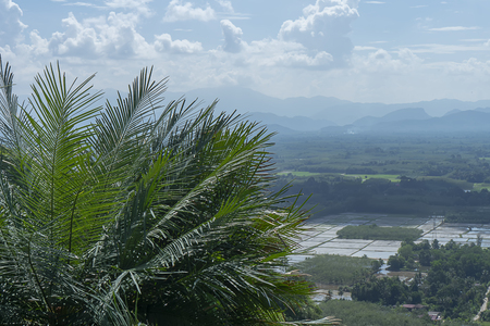 Cycas tree or Cycas palm leaves with sky background. (Cycadales)の写真素材