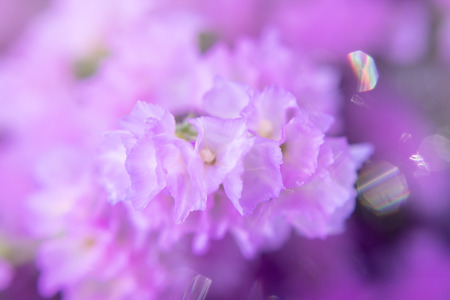 Soft focus image of Marsh Rosemary, Sea Lavender or Statice flower with flare and light in blur...