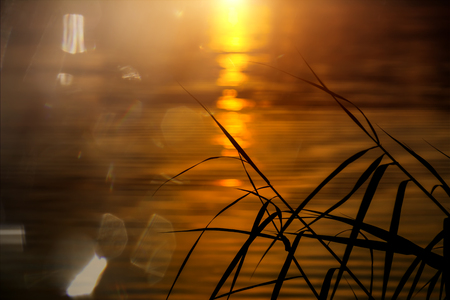 Silhouette grass leaves with flare and sun light at the lake.の写真素材