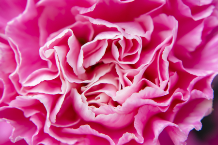 Close up petal of pink Carnation flower background. (Dianthus caryophyllus)の写真素材