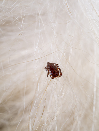 brown dog tick on the fur. (Rhipicephalus Sanguineus)の写真素材