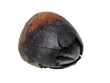 Close up Thai Chestnut on white background. (Scientific name Castanopsis echinocarpa)の写真素材