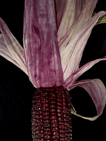 Close up Ruby corn seeds on black background.の写真素材