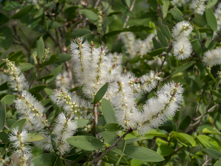 Close up white flower of Cajuput tree, Milk wood, Paper bark tree (Melaleuca quinquenervia).の写真素材