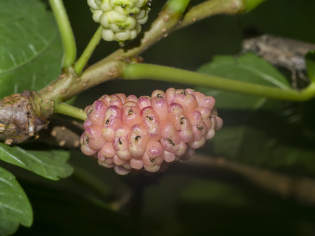 Close up of pink mulberry fruit with leaf on white background.の写真素材