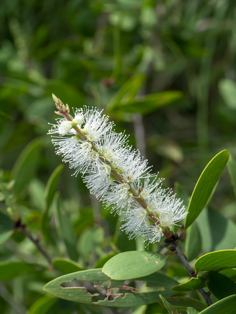 Close up white flower of Cajuput tree, Milk wood, Paper bark tree (Melaleuca quinquenervia).の写真素材