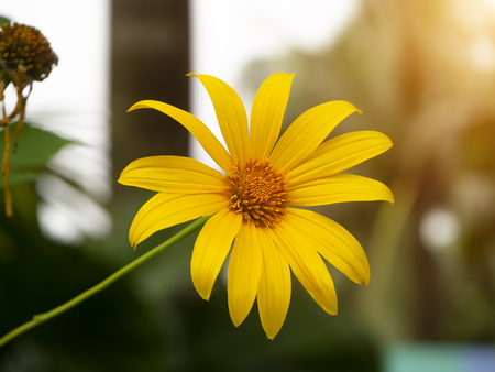 Close up of Yellow Mexican sunflower or Tithonia diversifolia flower with light and blur background.の写真素材