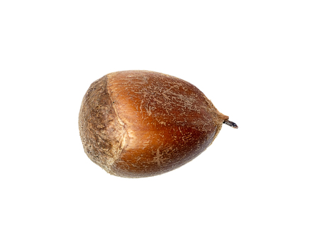 Close up Thai Chestnut on white background. (Scientific name Castanopsis echinocarpa)の写真素材