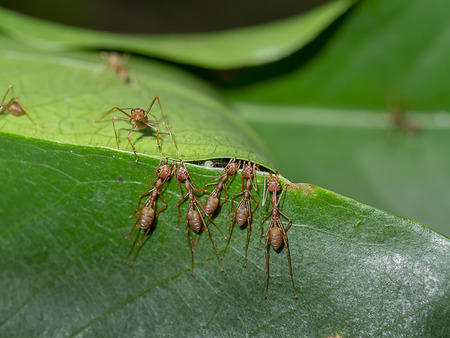 Unity of Rad Ants are building leaf nests. (Scientific name Oecophylla smaragdina)の写真素材