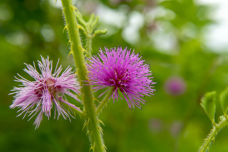 Close up flower of sensitive plant, sleepy plant or the touch-me-not tree (Mimosa pudica) in green leaf.の写真素材